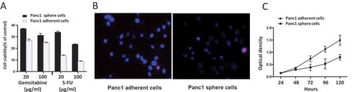 Figure 4. (A) Drug sensitivity. After exposure to gemcitabine and 5-FU (20, 100 μg/ml) for 3 days, cell viability was significantly higher in Panc1 induced sphere cells than in adherent cells. (B) Exclusion of Hoechst 33,342. Cells were incubated with Hoechst 33,342 (blue) and PI (red). The Hoechst 33,342 staining of Panc1 sphere cells was remarkably weaker than that of Panc1 adherent cells. PI staining labeled apoptotic cells. (C) Cell proliferation. The proliferation rate of Panc1 induced sphere cells was significantly lower than that of Panc1 adherent cells.