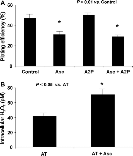 Figure 1. Ascorbate increases intracellular concentration of H2O2. A. MIA PaCa-2 cells were treated with L-ascorbate 2-phosphate ([A2P] = 100 μM) for 24 h and ascorbate (2 mM) for 1 h and clonogenic survival was determined. A combination of A2P (100 μM) and ascorbate (2 mM) did show a significant decrease in survival compared to controls. (*P < 0.01 vs. control, means ± SEM, n = 3). However, this treatment did not show significant decreases in clonogenic survival when compared to ascorbate-treated cells, suggesting that increased intracellular ascorbate levels were not responsible for ascorbate-induced cytotoxicity under our experimental conditions. B. MIA PaCa-2 cells were treated with 20 mM ascorbate in the presence of 20 mM aminotriazole (AT) and the concentration of intracellular H2O2 was determined using aminotriazole-mediated inactivation of endogenous catalase. Cells treated with ascorbate showed a significant 66 % increase in intracellular H2O2 when compared to cells that were treated with AT only, *P < 0.05 vs. AT, means ± SEM, n = 4.