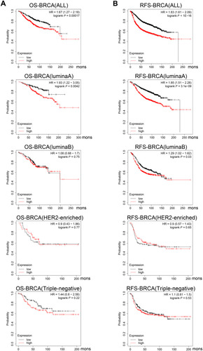 Figure 4 Survival curves comparing the high and low expression of YBX1 in BRCA by Kaplan–Meier plotter database.