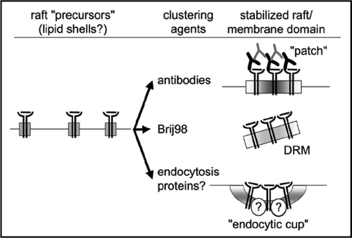 Figure 1 Tentative model for the formation of endocytosis-competent membrane domains/stabilized rafts by protein-induced clustering of MHC molecules. Note that the membrane domains depicted on the right share common features but are not necessarily identical.