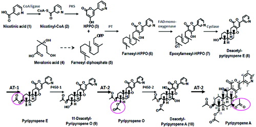 Figure 4. Proposed biosynthetic pathway for pyripyropene A. Steps (1)–(8) were reported previously by Itoh et al.[Citation21] Based on the results of bioconversion, the next steps were deduced to be acetylation by AT-1 and AT-2 and hydroxylation by two P450s.