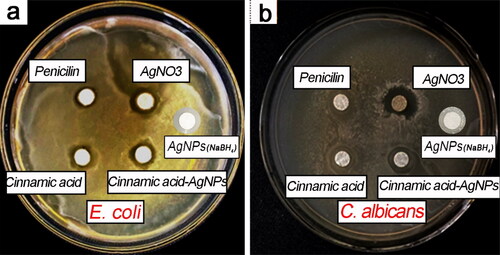 Figure 6. The zone of inhibition (ZOI) results of CA-AgNPs against (A) E. coli and (B) C. albicans.