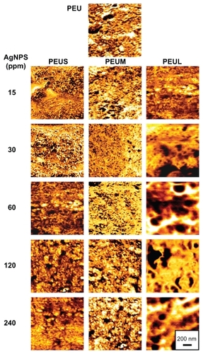 Figure 5 Atomic force microscopy phase images of polyetherurethane-silver nanocomposites containing different sizes and concentrations.