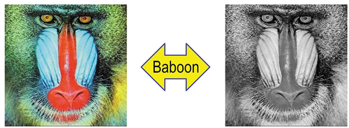 Figure 21. An observation (true-fact) familiar to all human beings wearing sunglasses, such as “spatial information dominates color information in vision” (Baraldi, Citation2017; Baraldi et al., Citation2018a, Citation2018b; Baraldi & Tiede, Citation2018a, Citation2018b), is typically questioned or disagreed upon by many computer vision (CV) and remote sensing (RS) experts and/or practitioners. At right, a panchromatic Baboon is as easy to be visually identified as such as its chromatic counterpart, at left, by any human photointerpreter. This perceptual fact works as proof-of-concept that the bulk of visual information is spatial rather than colorimetric in both the 4D geospace-time scene-domain and its projected (2D) image-plane. In spite of this unequivocal true-fact, to date, the great majority of the CV and RS communities adopt 1D non-retinotopic/2D spatial topology non-preserving (Baraldi, Citation2017; Baraldi & Alpaydin, Citation2002a, Citation2002b; Fritzke, Citation1997; Martinetz et al., Citation1994; Öğmen & Herzog, Citation2010; Tsotsos, Citation1990) image analysis algorithms, either pixel-based or local window-based, insensitive to permutations in the input data sequence (Cimpoi et al., Citation2014; Krizhevsky et al., Citation2012), where inter-object spatial topological relationships (e.g. adjacency, inclusion, etc.) and inter-object spatial non-topological relationships (e.g. spatial distance and angle measure) are oversighted in the (2D) image-plane (refer to Subsection 3.3.4), also refer to Figure 22.