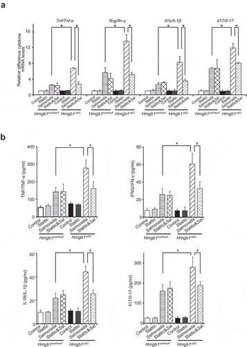 Figure 8. Deletion of Hmgb1 led to increased levels of inflammatory cytokines in Hmgb1ΔIEC colonoids with S. Typhimurium infection. (a) The mRNA levels of Tnf/Tnf-α, Ifng/Ifn-γ, Il1b/Il-1β, and Il17/Il-17 in Salmonella-infected Hmgb1loxP/loxP and Hmgb1ΔIEC colonoids with or without stattic treatment. (Data are shown as means ± SD from 3 replicates; student’s t-test, *p < 0.05.) (b) TNF/TNF-α, IFNG/IFN-γ, IL1B/IL-1β, and Il17/Il-17 were significantly higher in Salmonella-infected Hmgb1ΔIEC colonoids supernatant and stattic treatment inhibited the increase of cytokines (Data represent means ± SD is from 3 replicate experiments; student’s t-test, *p < 0.05.).