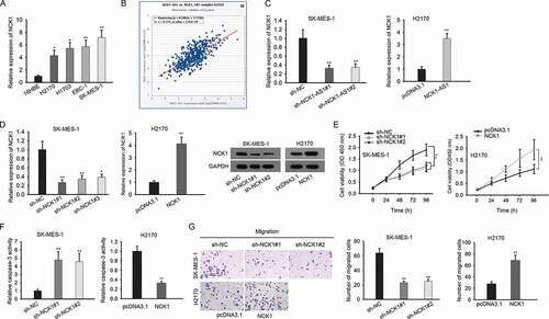 Figure 2. NCK1 was upregulated in LUSC cells and was positively regulated by NCK1-AS1