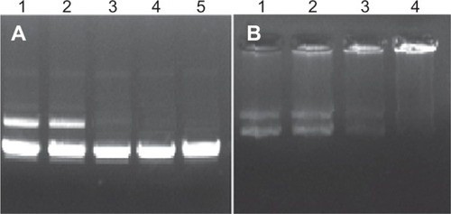 Figure 5 Gel retardation analysis of TAT-LHRH-chitosan/DNA complexes and chitosan/DNA complexes.Notes: (A) TAT-LHRH-chitosan/DNA complexes, lane 1 (N/P), 1:4; lane 2, 1:2; lane 3, 1:1; lane 4, 2:1; lane 5, 4:1; (B) chitosan/DNA complexes, lane 1 (N/P), 1:1; lane 2, 2:1; lane 3, 4:1; lane 4, 8:1.Abbreviation: TAT-LHRH, transactivator of transcription – luteinizing hormone-releasing hormone.