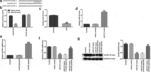 Figure 3. ACVR1 directly targets miR-137 and negatively regulates miR-137 expression in human NP cells. (a) Putative miR-137 binding sites in the 3ʹ-UTR of ACVR1, assessed using TargetScan. (b) Luciferase reporter assay results indicated an inter-association between ACVR1 and miR-137. (c) Measurement of miR-137 levels in the control and LPS groups via RT-qPCR. (d) RT-qPCR analysis of miR-137 mRNA levels in the mimic-control and miR-137 mimic groups. (e) RT-qPCR analysis of ACVR1 expression in NP cells after control-plasmid and ACVR1-plasmid treatments. (f and g) mRNA and protein levels of ACVR1 in the different groups. **p < 0.01 vs. mimic control; ##p < 0.01 vs. control; &&p < 0.01 vs. control-plasmid; $$p < 0.01 vs. miR-137 mimic+control-plasmid.