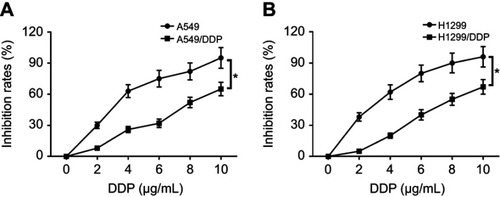 Figure S1 DDP-resistant NSCLC cells showed a lower growth inhibition rate compared with DDP-sensitive group. (A) The growth inhibition rate of A549 or A549/DDP was measured by CCK8 assay. (B) The growth inhibition rate of H1299 or H1299/DDP was measured by CCK8 assay. *p<0.05