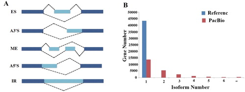 Figure 2. Classification of AS events and distribution of the number of isoforms per gene. (A) Classification of AS events. images display the AS events: exon skipping (ES), alternative 3′ splice site (A3’S), mutually exclusive exon (ME), alternative 5′ splice site (A5’S), and intron retention (IR). (B) Distribution of the number of isoforms per gene. The average number of isoforms for all genes in reference annotation and PacBio data are shown in blue and red.