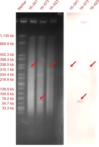 Figure 1 S1-digested plasmid DNA and Southern blot hybridization with mcr-1 gene of Salmonella typhimurium isolatesNotes: The red arrows indicate positive signals via southern blot hybridization with the mcr-1 probes.