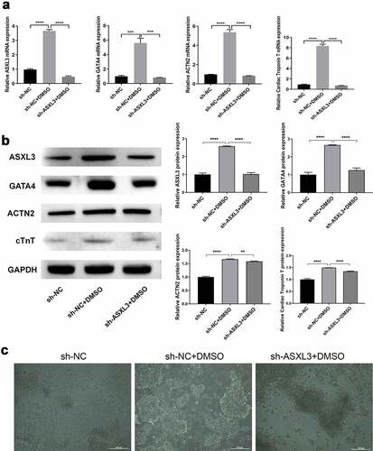 Figure 3. ASXL transcriptional regulator 3 (ASXL3) knockdown suppressed dimethyl sulfoxide (DMSO)-induced P19 cell differentiation. P19 cells with ASXL3 knockdown were treated with 1% DMSO for 4 days. (a) Reverse transcription-quantitative polymerase chain reaction revealed the changes in the expression profiles of GATA binding protein 4 (GATA4), actinin alpha 2 (ACTN2), and cardiac troponin T (cTnT). (b) Protein expression by the above mentioned four genes was evaluated using western blotting. (c) Morphology of P19 cells was observed using a light microscope at the end of induction for 4 days. **p < 0.01, ***p < 0.001, and ****p < 0.0001.