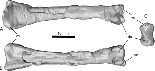 FIGURE 4. Complete left metacarpal IV of Ceoptera evansae (NHMUK PV R37110), in: A, anterior; B, posterior; and C, distal views. Abbreviations: dc, dorsal condyle; vc, ventral condyle; ve, ventral expansion.