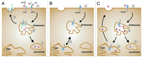 Figure 2. Schematic representation cellular APOE uptake pathways. (A) LDLR and LRP1 are classical endocytic receptors. Aβ/APOE complexes associate either with LDLR or LRP1 at the plasma membrane (step 1). Note that Aβ can directly bind to LRP1 while binding to the LDLR is mediated through association of Aβ with APOE. After endocytosis, Aβ and APOE reach the endosomal compartment (step 2) and finally the lysosomes for degradation (step 4) while the receptors are recycled to the cell surface (step 3). (B) Sortilin shows a cellular trafficking pathway that is distinct from that of LRPs. Following internalization from the cell surface (step 1) sortilin moves from the endosomal compartment to the trans-Golgi network (TGN), to continue intracellular shuttling between endocytic and secretory organelles (step 2). (C) Hypothetical model how sortilin might influence APOE3 and APOE4 trafficking in neurons. After dissociation of the Aβ/APOE complexes in the endosomes (step 2), Aβ and APOE isoforms follow different intracellular routes. Aβ is degraded in the lysosomes (step 3). APOE3 recycles back to cell surface (step 4) but APOE4 is trapped within intracellular compartments, possibly in the endosomes (step 2). Sortilin is a trafficking receptor that has a higher affinity for APOE3 compared with APOE4. Sortilin might thereby release APOE4 already in the endosomal compartment whereas it could traffic APOE3 back to the secretory pathway (step 4).