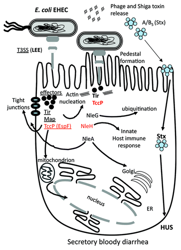 Figure 4. Schematic of the role of different effector proteins in EHEC colonization and pathogenesis. The LEE encoded T3SS is required for intimate binding and adherence of the bacterium to the eukaryotic cell surface which is mediated by the translocation of effector proteins Tir, Map and TccP (EspF). Tir and TccP are required for pedestal formation by directing actin rearrangement within the cell. The NleG family of effector proteins is the largest found in pathogenic E. coli and has been shown to be involved in protein ubiquitination. Many effector proteins are multi-functional such as TccP, which is also involved in cell tight junction disruption and interactions with the nucleus. Prophage-encoded effector genes are shown in red.