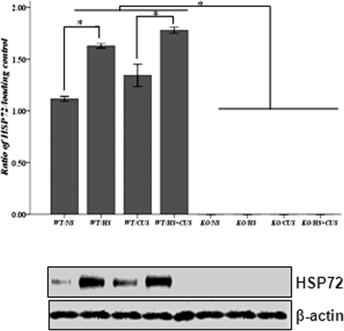 Figure 2. Western blot analysis of Hsp72 expression in mice hippocampus. Upper panel: semi-quantitative analysis of Hsp72 expression. In hsf1+/+ mice, mice in HS, and HS + CUS groups were treated with hyperthermia (39° ± 2°C) for 15 min. The Hsp72 expression was significantly higher in HS and HS + CUS groups than NS and CUS groups after 8 weeks (*p < 0.05). In hsf1−/− mice, Hsp72 expression was abolished in all groups. Lower panel: representative Western blot of HSP and β-actin expression. Animals were grouped as described in Figure 1.
