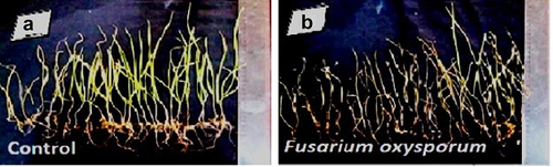 Figure 6. Pathogenicity test of effect of Fusarium oxysporum on wheat cv. Zarlasht. a) control wheat plants without fungus treatment and b) pathogen (F.Oxysporum) at 106 spores/ml treated plants.
