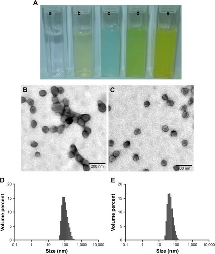 Figure 3 The morphology of nanoparticles: (A) a, water; b, PPP-NPs; c, PPPCy5-NPs; d, PPPCy5-RH-NPs; e, PPP-RH-NPs. TEM photograph, magnification ×100,000 (B, C) and size distribution (D, E) of PPP-RH-NPs without, or with, high-pressure homogenization treatment. Scale bar is 200 nm. PPP-NPs, PEG-PCL-PEI nanoparticles without loading RH; PPP-RH-NPs, RH-loaded PEG-PCL-PEI nanoparticles.Abbreviations: Cy5, cyanine 5; PEG-PCL-PEI, polyethyleneglycol-co-polycaprolactone-co-polyethylenimine; RH, rhein; TEM, transmission electron microscopy.