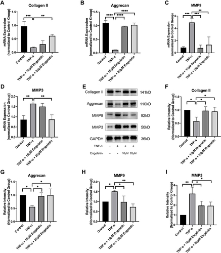 Figure 2 Engeletin alleviated TNF-α-induced ECM degradation. Chondrocytes were pretreated with engeletin (10 μM and 20 μM) for two hours, and then TNF-α (20 ng/mL) was added to the culture medium and incubated for another 24 hours. (A–D) The relative mRNA expression levels of collagen II, aggrecan, MMP9 and MMP3 were determined by qPCR. (E–I) The protein expression levels of collagen II, aggrecan, MMP9 and MMP3 were determined by Western blotting. The results were quantified using ImageJ software. Protein expression was normalized to GAPDH. The data are presented as the mean ± SD. n=3. *p < 0.05, **p < 0.01, ***p < 0.001, ****p < 0.0001.