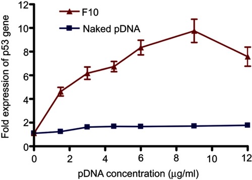 Figure 5 Fold expression of p53 gene in Caco-2 cells treated with naked pDNA and pDNA-loaded chitosan-sodium deoxycholate nanoparticles (F10).