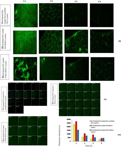 Figure 8 (I) Confocal laser-scanning microscopy of rabbit eyes at the corneal and scleral surfaces for RhB-labeled Epl-loaded unmodified NLCs, RhB-labeled Epl loaded HA-MNLCs, and RhB-labeled Epl loaded COSL-MNLCs; (II) confocal laser-scanning microscopy of rabbit corneas showing the depth of RhB; (III) mean fluorescence intensity of RhB-labeled Epl-loaded unmodified NLCs, RhB labeled Epl loaded HA-MNLCs, and RhB-labeled Epl loaded COSL-MNLCs at the time points indicated on the bar graph.