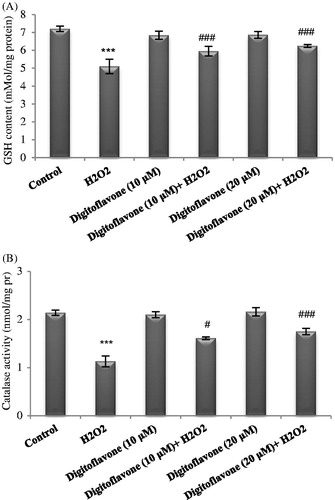 Figure 4. Effect of digitoflavone on CAT activity and GSH level in PC12 cells exposed to H2O2. PC12 cells were pretreated with 10 and 20 µM concentrations of digitoflavone for 2 h and then were exposed to H2O2 (200 μM) for 18 h. (A) GSH level was determined by adding DTNB and measuring the absorbance at 412 nm. (B) Activity of CAT was measured based on the decomposition of H2O2. The mean of three independent experiments is shown. ***p < 0.001 Significantly different from control cells. #p < 0.05 and ###p < 0.001 Significantly different from H2O2-treated cells.