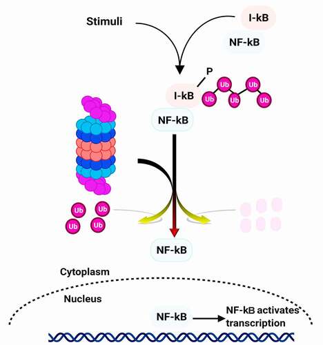 Figure 4. Regulation NF-κB functions by the 26S proteasome complex