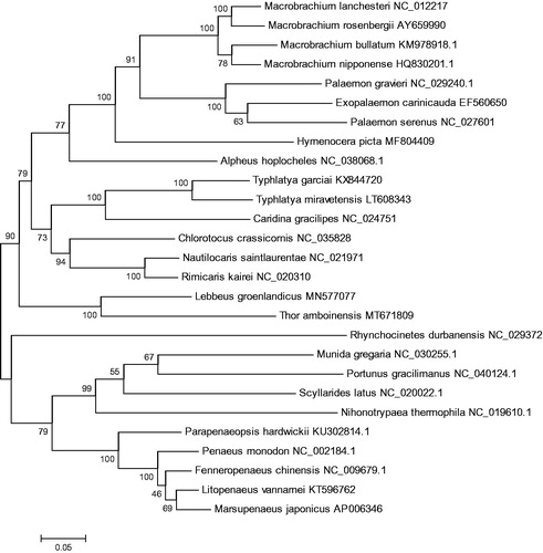 Figure 1. Phylogenetic tree of T. amboinensis and related species based on maximum likelihood (ML) method.