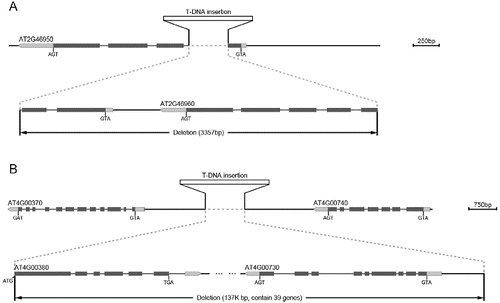 Figure 4. Partial deletion of two genes in the w52 mutant (A). Deletion of 39 genes in the kd361 mutant (B).