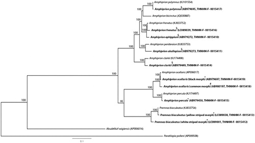 Figure 1 Phylogenetic relationships among concatenated mitochondrial twelve protein-coding genes, without ND6 sequences of 20 mitochondrial genomes, including Abudefduf vaigiensis and Paratilapia polleni as the outgroup using Bayesian inference analysis. The complete mitochondrial genome sequence was downloaded from GenBank. Accession and voucher numbers are indicated in parentheses after the scientific name of each species. Bold letter indicates specimens collected in this study and stored at Thailand Natural History Museum (THNHM). An asterisk (*) indicates specimens collected from Chonburi, Thailand (13.3611° N, 100.9847° E). A plus (+) indicates specimens collected from Phetchaburi, Thailand (12.9649° N, 99.6426° E). A hash (#) indicates specimens collected from Rayong, Thailand (12.6814° N, 101.2816° E). A section sign (§) indicates specimens collected from Krabi, Thailand (8.0863° N, 98.9063° E). Support values at each node are Bayesian posterior probabilities. Branch-lengths represent the number of nucleotide substitutions per site.