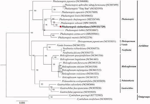 Figure 1. Maximum-likelihood (ML) phylogenetic tree of 26 chloroplast sequences in subtribe Aeridinae. Cymbidium goeringii and C. ensifolium were used as outgroups. The position of P. stobartiana was marked with the red circle.