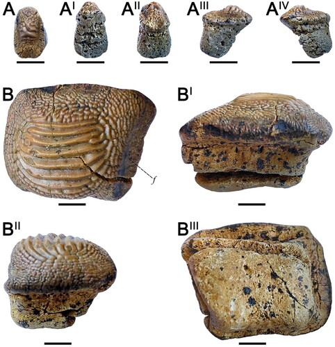 FIGURE 8. Teeth here assigned to Ptychodus marginalis sensu Hamm (Citation2020a) from the Upper Cretaceous of Ryazan Oblast (western Russia) in occlusal (A, B), anterior (AI, BI), posterior (AII), lateral (AIII, AIV, BII), and inferior (BIII) views. A–AIV, SS106-2; B–BIII, SS106-3. Scale bars equal 5 mm.
