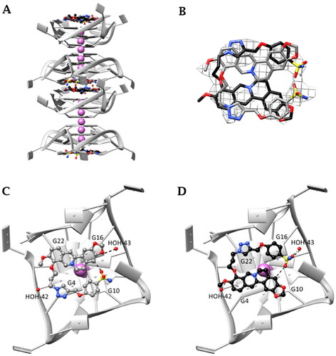 Figure 5. (A) Monomolecular parallel GQs arranged in columns growing along the c axis. (B) OMIT electron density map contoured at 2σ level of S-3,2 (29) and skeleton of the ligand in the two disordered orientations—gray (Y orientation) and black (Z orientation); (C) and (D) interaction detail with GQ: (C) Y orientation; (D) Z orientation (T11 and T12 nucleic base atoms not shown). Final coordinates and structure factors (Table S3, Supporting Information) have been deposited with the Protein Data Bank (PDB accession number 7PNL).