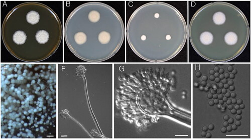 Figure 2. Morphology of Aspergillus iizukae (KACC 43789). (A–D) Colonies grown on MEA, CYA, DG18, and YES media after 7 d at 25 °C from left to right. (E) Conidial heads on MEA. (F & G) Conidiophores with conidial head. (H) Conidia. Scale bars: E = 100 µm, F = 20 µm, G, H = 10 µm.