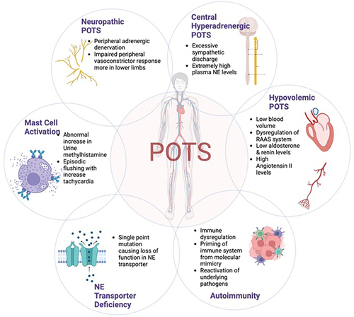 Figure 1 Proposed mechanisms and subtypes of POTS. Illustrative outline of the proposed mechanisms and subtypes of POTS in a COVID-19 and non-COVID setting.