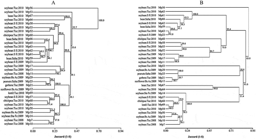 Fig. 2 Dendrograms of 31 isolates of Macrophomina phaseolina collected in Argentina based on Jaccard’s similarity coefficient using AFLP (2A) and SSR markers (2B). Bootstrap values for 1000 replications are indicated at the corresponding node for each cluster.