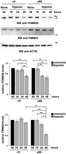 Figure 7. p66SHC promotes hypoxia-induced mitophagy in B cells. Immunoblot analysis of TIMM23 and TOMM20 in ctr or MEC transfectants expressing wild-type p66SHC (p66), under normoxic (Norm.) or hypoxic conditions (8–48 h 1% O2). ACTB was used as a loading control. The histograms in the lower part show the quantification of the relative TIMM23 and TOMM20 levels in each transfectant over time (n = 3). The levels of TOMM20 are comparable in ctr and p66 cells under normoxia, while the levels of TIMM23 are 2.4 ± 0.3 fold (mean± SD, n = 3) higher in p66 cells compared to ctr cells under the same conditions. The data are expressed as mean± SD. ***P ≤ 0.001; **P ≤ 0.01; *P ≤ 0.05 (one-way ANOVA).