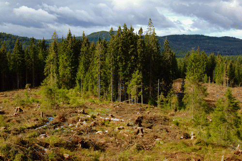 Figure 2.  A retention patch, Norway. (Photographer: Anne Sverdrup-Thygeson.)