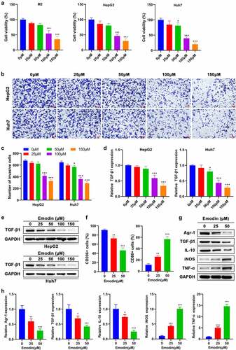 Figure 2. Emodin suppresses the viability of M2 macrophages and HepG2 cells and induces the transformation of M2 to M1 macrophages. (a) Effect of emodin (0, 25, 50, 100, and 150 μM) on the viability of M2 macrophages, HepG2 cells, and Huh7 cells for 24 h. Effect of emodin (0, 25, 50, 100, and 150 μM) on the (b-c) invasion, (d) TGF-β1 mRNA expression, and (e) TGF-β1 protein levels of HepG2 and Huh7 cells for 24 h. M2 macrophages were treated with 0, 25, and 50 μM emodin for 24 h, and (f) CD206 and CD86 expression of M2 macrophages was analyzed by FCM; (g) The protein and (h) mRNA expression of Arg1, TGF-β1, IL-10, iNOS, and TNF-α in M2 macrophages was assessed by Western blot and RT-qPCR, respectively. *P < 0.05, **P < 0.01, and ***P < 0.005, vs. 0 μM.