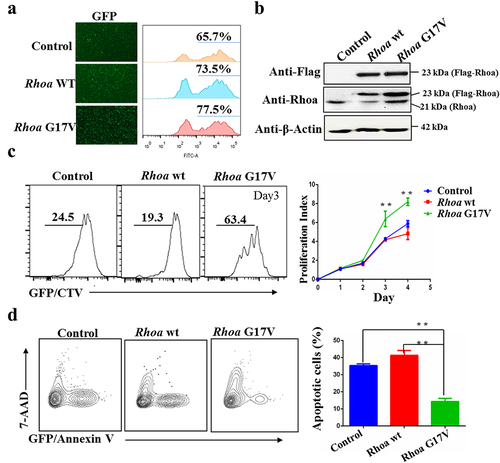 Figure 1. Rhoa G17V expression in CD4 + T cells increases cell proliferation. (a) Retroviral Flag-Rhoa WT, Flag-Rhoa G17V expression vectors, or GFP control vectors was transduced into mouse CD4+ T cells. Transduction efficiency was indicated as GFP signals by flow cytometry analysis. (b) Flag-Rhoa WT, Flag-Rhoa G17V, and endogenous Rhoa expression in CD4+ T cells transduced with retroviral Flag-Rhoa WT, Flag-Rhoa G17V expression vectors, or GFP control vectors were detected by western blot analysis. β-Actin served as a loading control. (c) In vitro CellTrace Violet (CTV) proliferation assay of CD4+ T cells transduced with retroviral Flag-Rhoa WT, Flag-Rhoa G17V expression vectors, or GFP control vectors for four days. (d) Annexin V and 7-ADD staining of CD4+ T cells transduced with retroviral Flag-Rhoa WT, Flag-Rhoa G17V expression vectors, or GFP control vectors on day three were analyzed by flow cytometric analysis. The P value in (C) and (D) was calculated by ANOVA followed by Dunnett’s test using triplicate samples from two independent experiments. Columns indicate means; bars are the standard error. **P ≤ .01.