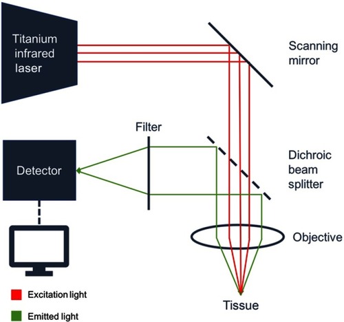 Figure 1 Schematic setup of the multiphoton microscope. Focal tissue is excited using pulsed laser light (red arrows). The resulting signal is processed through an objective/splitter/filter system and captured by a detector to create the image.