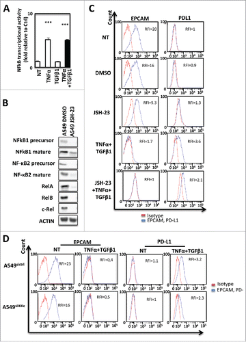 Figure 5. PD-L1 expression during EMT is dependent from NF-kB in signaling in A549 cells. (A) Activity of NF-kB was measured in A549 cells treated or not with TNF-α and TGFβ1. (B) The expression of NF-kB subunits was measured by Western Blotting after treatment with NF-kB inhibitor. (C) The expression of PD-L1 was measured using cytometry following NF-kB inhibition with JSH-23. (D) Expression of EPCAM and PD-L1 was measured using cytometry in A549 treated or not with TNF-α and TGFβ1 and transfected or not with si IKKϵ. These experiments were repeated tree times with similar results.