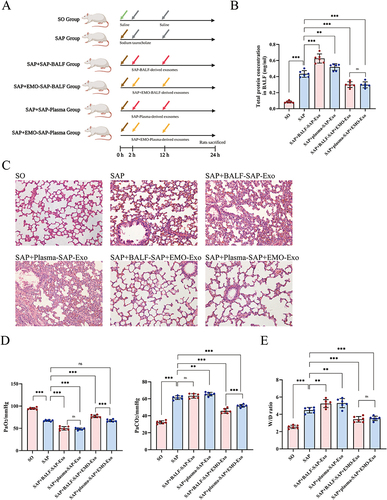 Figure 4 Plasma/BALF-derived exosomes from EMO-treated SAP rats have therapeutic effects on SAP rats. (A) The experimental design and animal treatment. Created with BioRender.com. (B) Total protein concentration in bronchoalveolar lavage fluid. (C) HE staining of lung tissue sections (scale bar = 50 μm). (D) Arterial blood gas analysis. (E) Wet-dry ratio of rat lung tissue. The data consisted of representative images from a minimum of three independent experiments or were presented as mean ± standard deviation for each group of rats (n = 6). ns denotes no significance; ** denotes p-value < 0.01; ***Denotes p-value < 0.001.