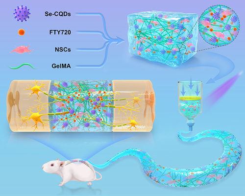 Schematic 1 This paper’s schematic diagram. FTY720-CDs@GelMA hydrogel was prepared, filled with NSCs, and implanted into a rat spinal cord total transection damage model. This combination therapy enhances nerve regeneration and functional recovery by boosting the proliferation and differentiation of endogenous neural stem cells into neurons, while also drastically reducing gliogenesis at the lesion site.