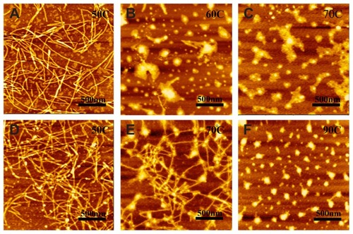 Figure 5 AFM images of 100 μM peptides R3 (A–C) and R4 (D–F) after thermal denaturation.Note: R3 undergoes morphological changes from nanofibers (A) to aggregations (C) at 60°C, while R4 displays this change at 90°C.Abbreviation: AFM, Atomic force microscopy.