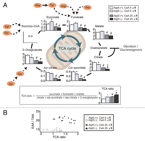 Figure 4. Autophagy deficiency affects tricarboxylic acid (TCA) cycle metabolism. (A) Metabolite concentrations of autophagy-competent [Atg5 (+)] and autophagy-deficient [atg5 (−)] kidney proximal tubular cells treated with either 25 μM cyclosporin A (CsA) or vehicle for 24 h were superimposed on a metabolic pathway map that included glycolysis and the pentose phosphate and TCA pathways (n = 8). Columns, average concentration (nmoL/mg protein); scale bars: SE. N.D., the metabolite concentration was below the detection limit of the analysis. (B) Scatter plot of the TCA ratio and essential amino acid (EAA)/total amino acid (TAA) ratio. *P < 0.05 vs. Atg5 (+) cells of corresponding treatment; #P < 0.05 vs. vehicle-treated controls.