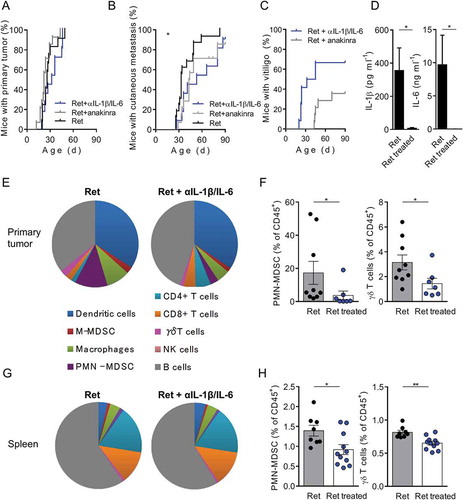 Figure 4. In vivo neutralization of IL-1β and IL-6 slows down metastasis formation and reduced PMN-MDSCs and γδ T cell infiltration within primary tumors and spleen.(A, B) 3-month follow-up of melanoma development from Ret mice untreated (n = 12) or treated either with antibodies neutralizing IL-1β and IL-6 (n = 12) or with IL-1 receptor antagonist (anakinra) (n = 14). Time courses of primary tumor (A), cutaneous metastasis (B) and vitiligo (C) onsets. (D) Protein levels of IL-1β and IL-6 in primary tumor extracts, from Ret (n = 4) and Ret treated (n = 4) mice, determined by multiplex ELISA. (E-H) Analyses of immune cell proportions within primary tumors (E) and spleen (G) represented as parts of whole. Percentages of PMN-MDSCs and γδ T cells among CD45+ cells within primary tumors (F) or spleen (H) from Ret (n = 9 and 8) and Ret treated (n = 7 and 11 respectively) mice. Each point represents individual mouse. Bars are mean ± SEM. *P < 0.05, **P < 0.01. Wilcoxon test (A, B), Mann-Whitney test (D, F, H).