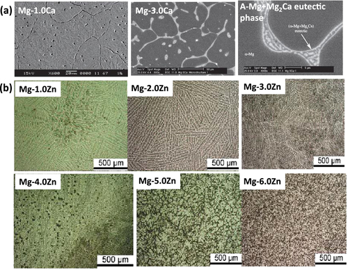 Figure 3. Microstructure of (a) Mg–Ca alloying (reproduced from [Citation43], under CC BY-NC 4.0 license) and (b) Mg–Zn alloying (reproduced from [Citation23], copyright 2011 Zhang B P, Wang Y, Geng L. Published in [Citation23] under CC BY 3.0 license. Available from: http://dx.doi.org/10.5772/23929).