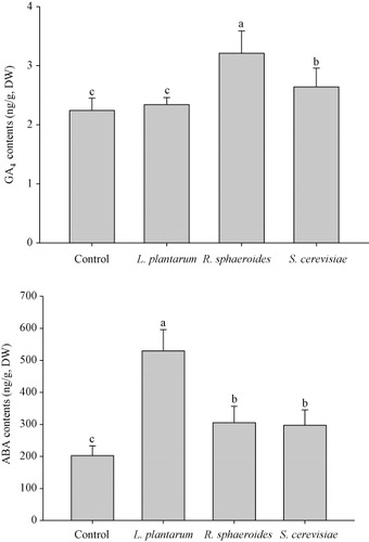 Figure 2. Effects of inoculation of L. plantarum, R. sphaeroides, and S. cerevisiae on GA4 and ABA contents of cucumber plants.Note: Means with the same letter do not differ significantly (P < 0.05) according to Duncan's multiple-range test.
