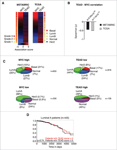 Figure 2. MYC and TEAD activity stratify human breast cancer patients. A: Association score analysis for MYC target genes and TEAD target genes (C3 WGGAATGY_V$TEF1_Q6 gene set) in the METABRIC or TCGA breast cancer data sets, respectively. The association score for the expression of MYC and TEAD target genes was calculated for every single patient and subsequently sorted according to the MYC association score. A negative association score describes the repression of the respective gene set, whereas a positive association score describes an induction of the respective gene set in the respective patient compared to the median. A color code is given to annotate the grade (METABRIC) or subtype (TCGA) per patient. LumA = Luminal A; LumB = Luminal B; Her2 = Her2-amplified. B: Spearman rank correlation and associated significance test for the correlation between MYC and TEAD activity as determined in A. C: Patients from the TCGA data set were stratified according to their association score (AS) for MYC and TEAD, respectively. The prevalence of breast cancer subtypes within the given groups is depicted as a piechart. MYC high: AS > −2; MYC low: AS ≤ −2; TEAD high: AS > 3; TEAD low: AS ≤ 3. LumA = Luminal A; LumB = Luminal B; Her2 = Her2-amplified. n denotes the number of patients per piechart. Please note that the breast cancer subtype information was not available for every patient in the TCGA data set. D: Kaplan-Meier plot for patients with a Luminal A subtype. The patients were stratified according to their TEAD activity (TEAD score > 0 ; TEAD score < 0, respectively) and analyzed for their disease-specific survival. The p-value was determined by a chi-square test.